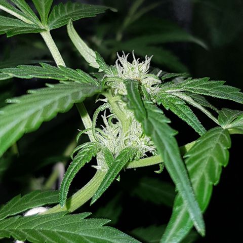 Skunk growlog timeline photo