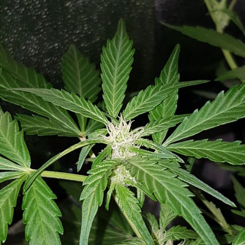 Skunk growlog timeline photo