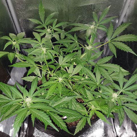 Skunk growlog timeline photo