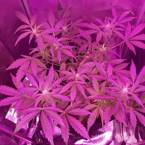 Skunk growlog timeline photo