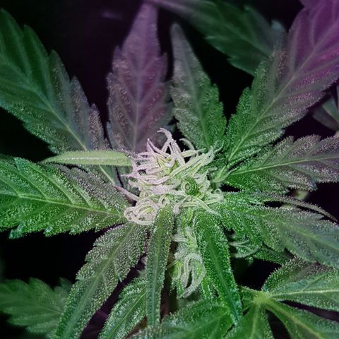Skunk growlog timeline photo