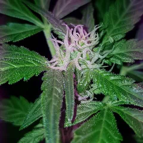 Skunk growlog timeline photo