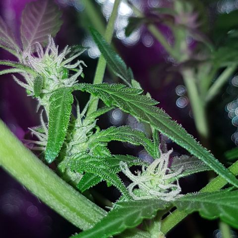 Skunk growlog timeline photo