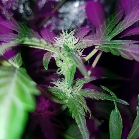 Skunk growlog timeline photo