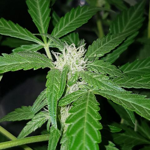 Skunk growlog timeline photo