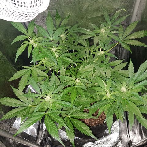 Skunk growlog timeline photo