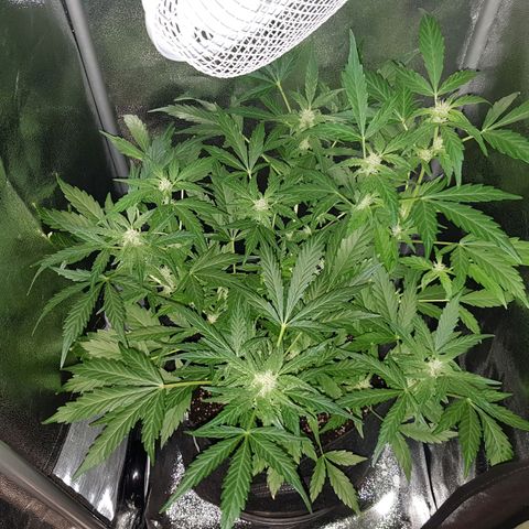 Skunk growlog timeline photo