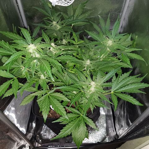 Skunk growlog timeline photo