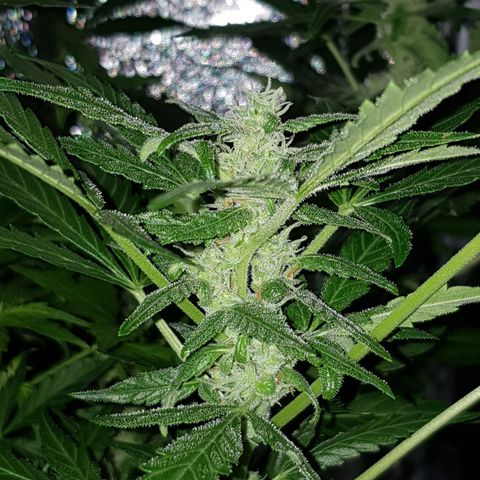 Skunk growlog timeline photo