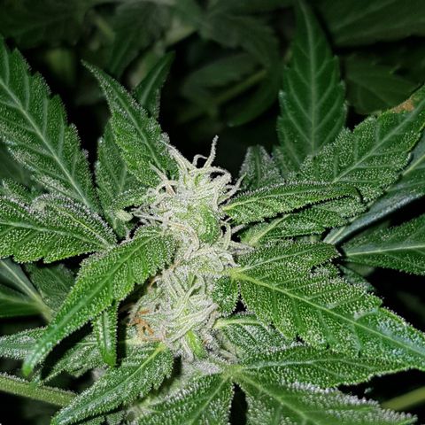 Skunk growlog timeline photo