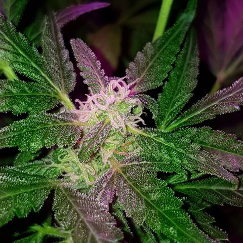 Skunk growlog timeline photo