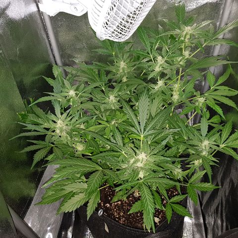 Skunk growlog timeline photo
