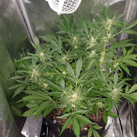 Skunk growlog timeline photo