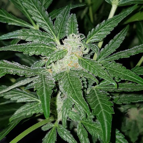 Skunk growlog timeline photo