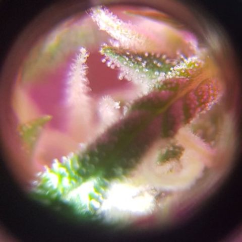 Skunk growlog timeline photo