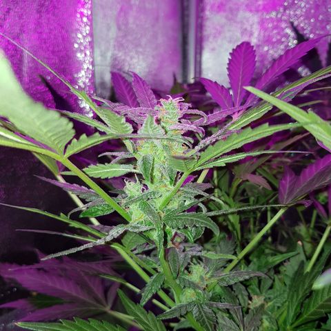 Skunk growlog timeline photo