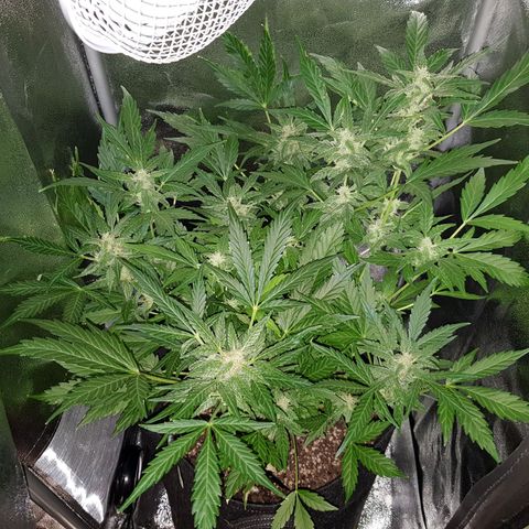 Skunk growlog timeline photo
