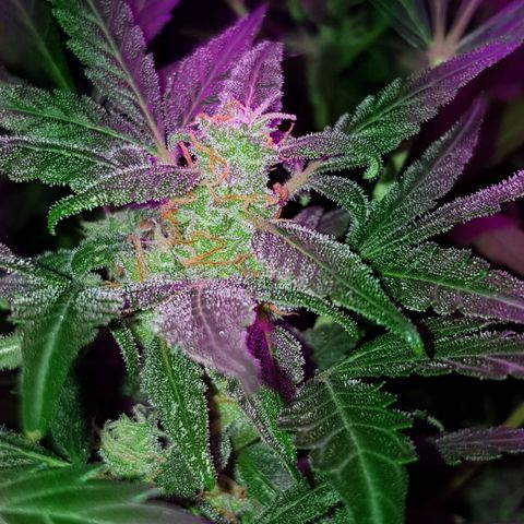 Skunk growlog timeline photo