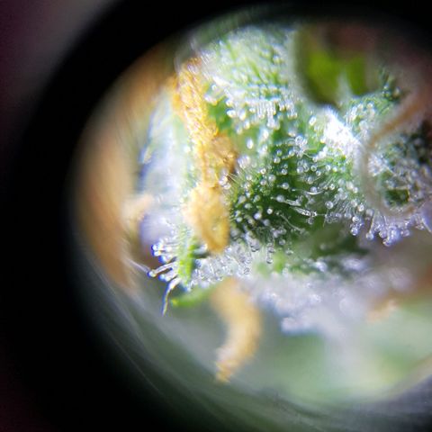 Skunk growlog timeline photo