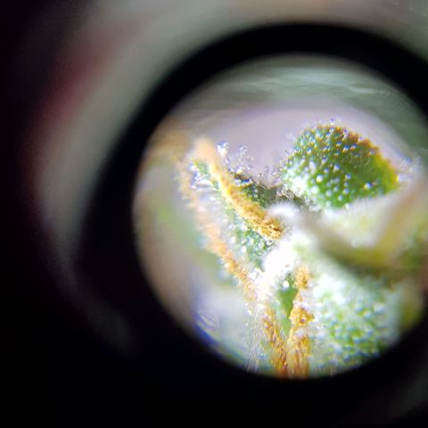 Skunk growlog timeline photo