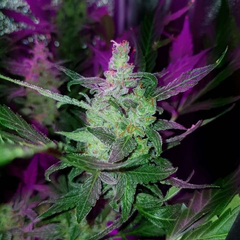 Skunk growlog timeline photo