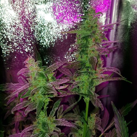 Skunk growlog timeline photo