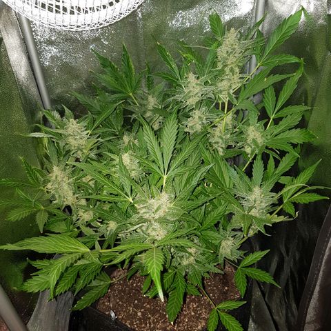 Skunk growlog timeline photo