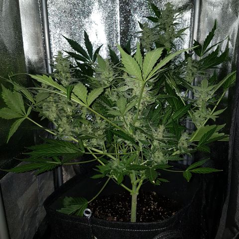 Skunk growlog timeline photo