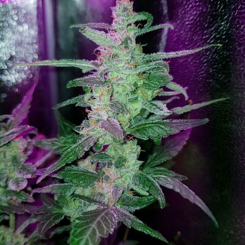 Skunk growlog timeline photo
