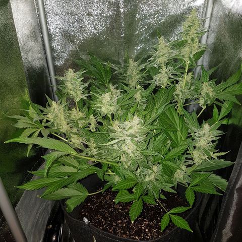 Skunk growlog timeline photo