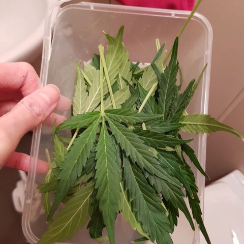 Skunk growlog timeline photo