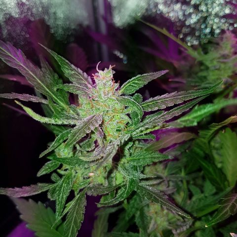 Skunk growlog timeline photo