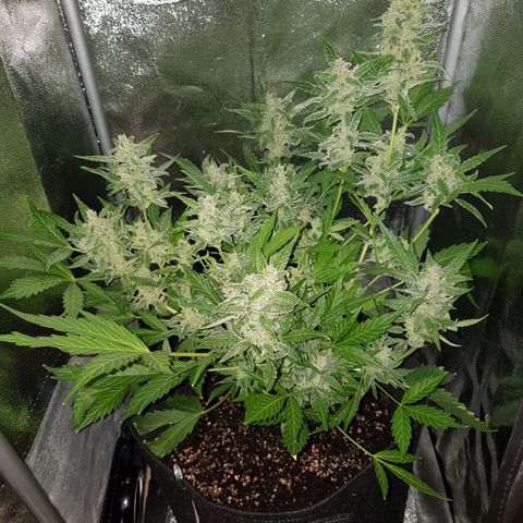 Skunk growlog timeline photo
