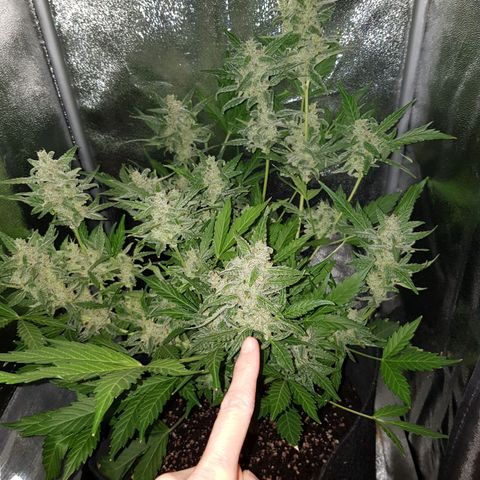 Skunk growlog timeline photo