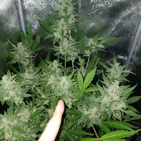 Skunk growlog timeline photo
