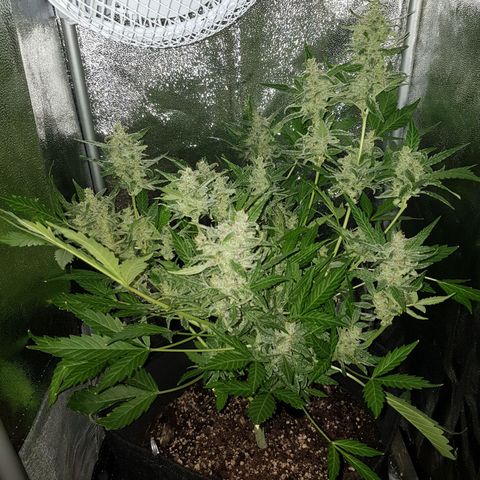 Skunk growlog timeline photo
