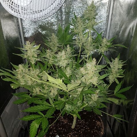 Skunk growlog timeline photo