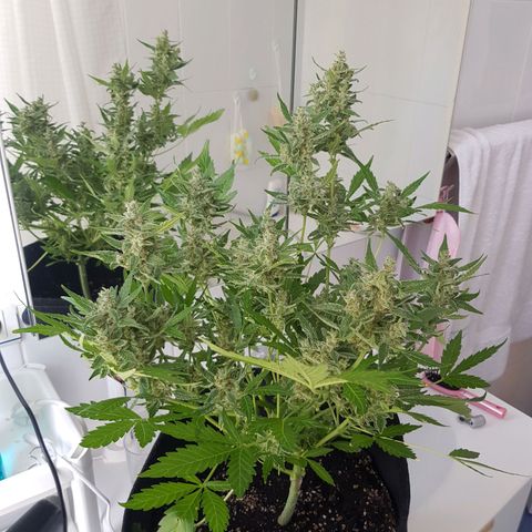 Skunk growlog timeline photo