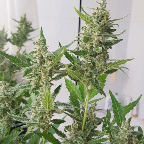 Skunk growlog timeline photo
