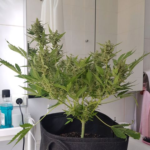 Skunk growlog timeline photo