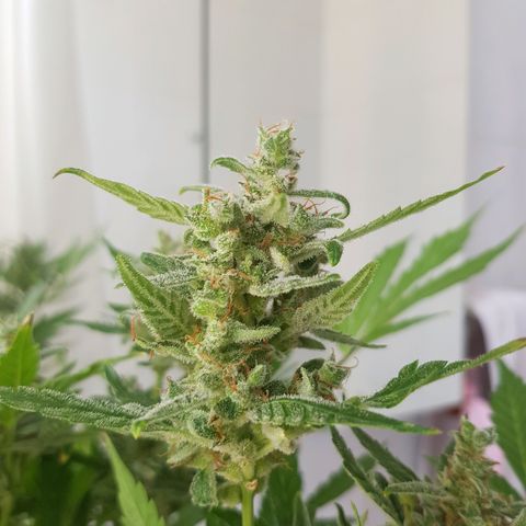 Skunk growlog timeline photo