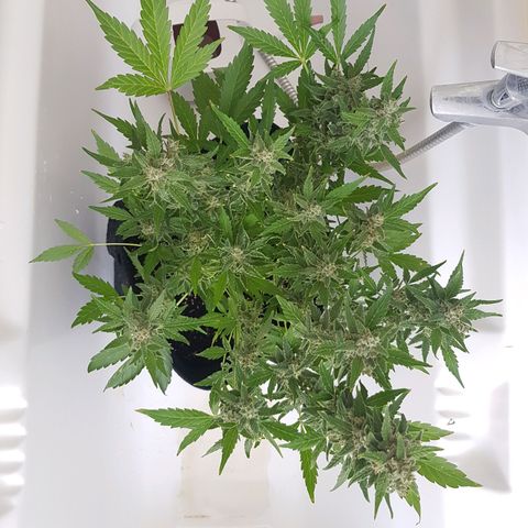 Skunk growlog timeline photo