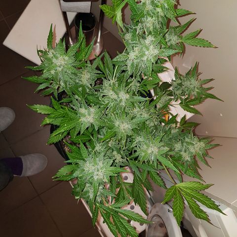Skunk growlog timeline photo