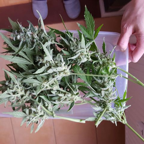 Skunk growlog timeline photo