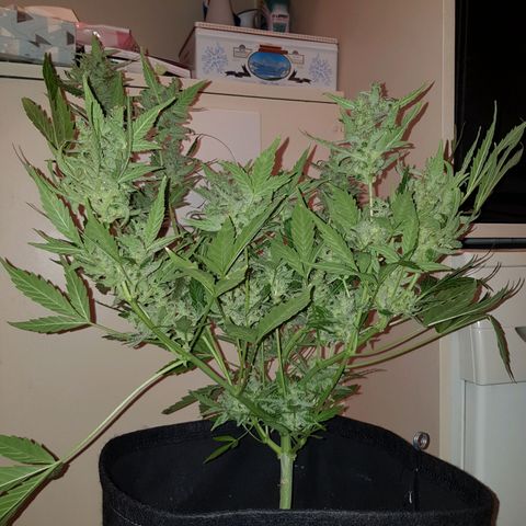 Skunk growlog timeline photo
