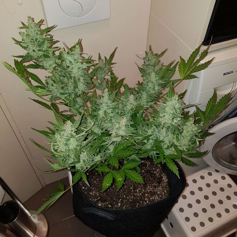 Skunk growlog timeline photo