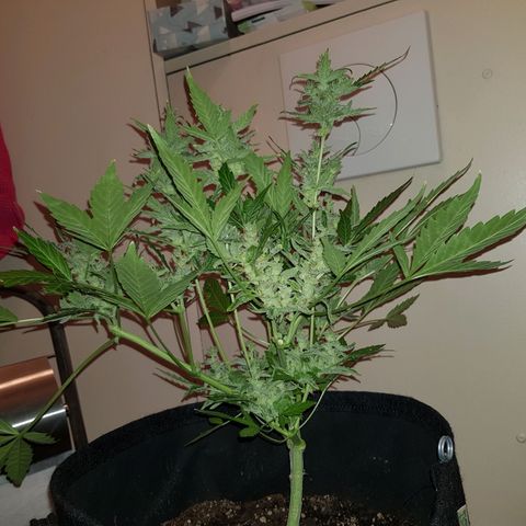 Skunk growlog timeline photo