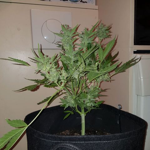 Skunk growlog timeline photo