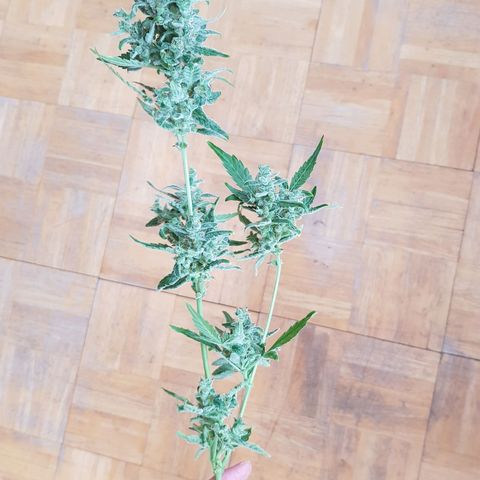 Skunk growlog timeline photo