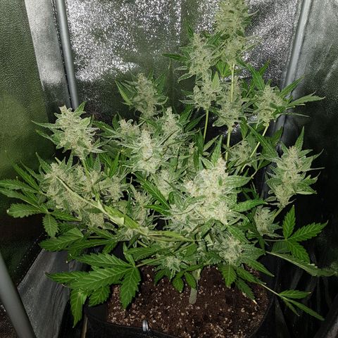 Skunk growlog timeline photo